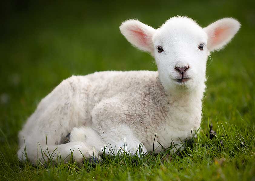 Animal Kingdom 29 – Lamb: Helplessness – Remembering the Life of Sri Chinmoy